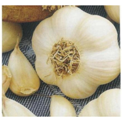 Cesnak sadbov� Makoi nepali�iak